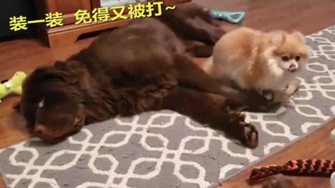 克莱尔·达林的最后疯狂