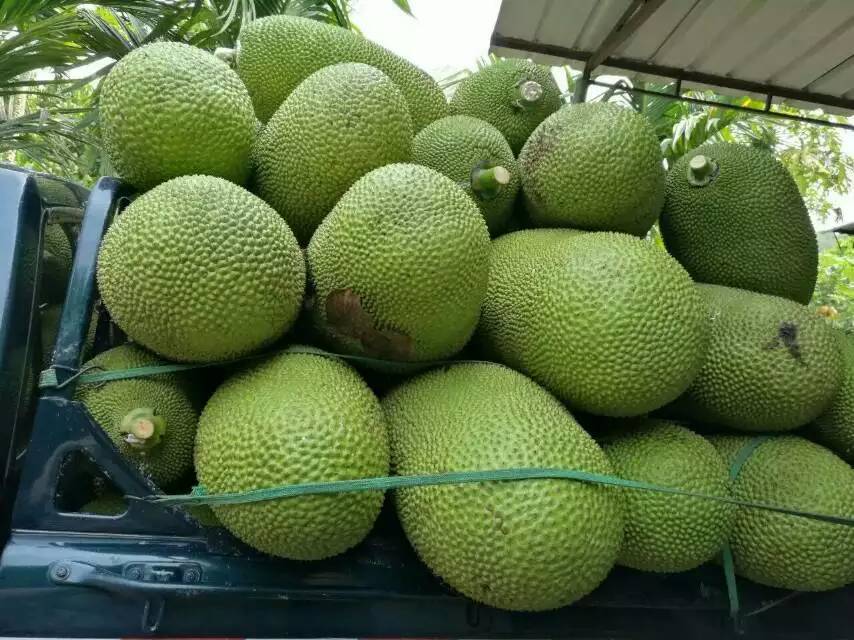 全世界最美的女孩