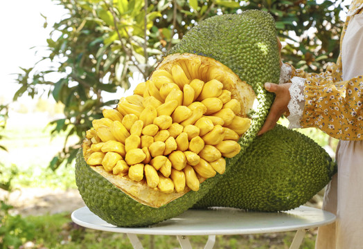 公鸡母鸡拖拉机